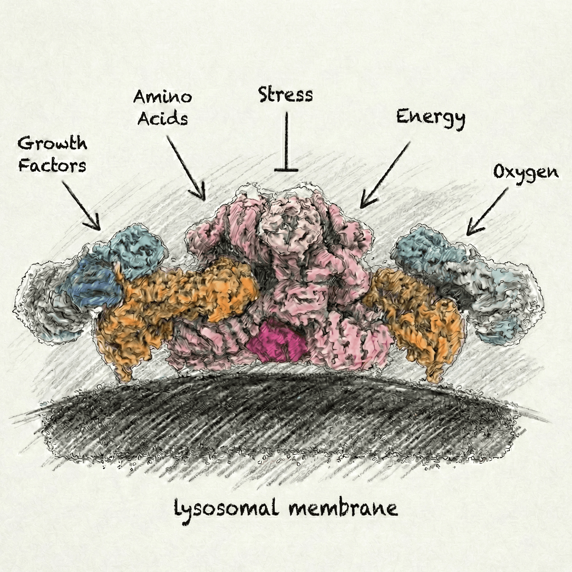 The Lysosome: A Signaling Hub